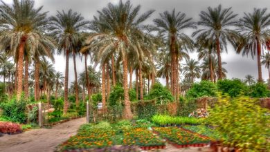 التمور في تونس